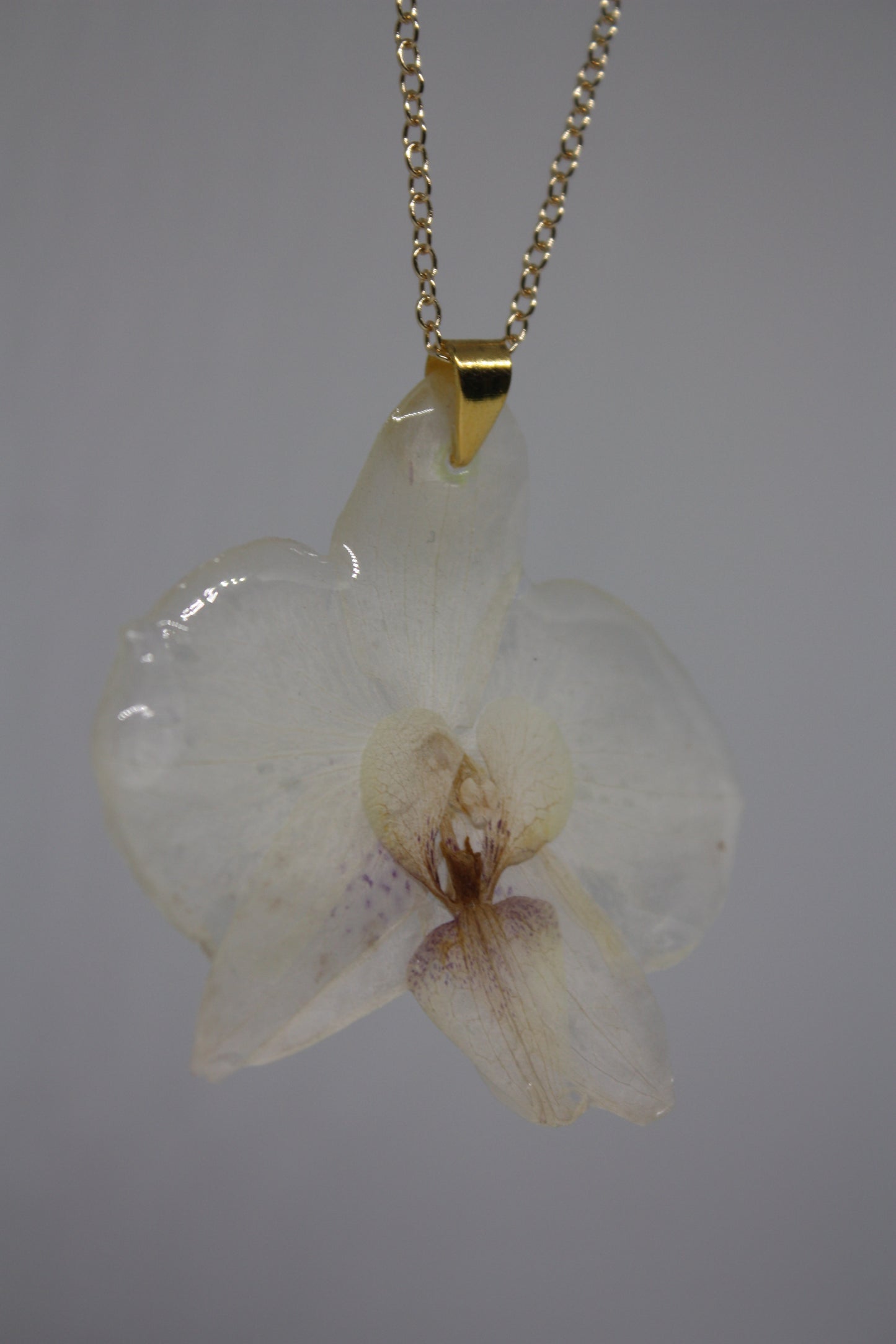 Ghost Orchid