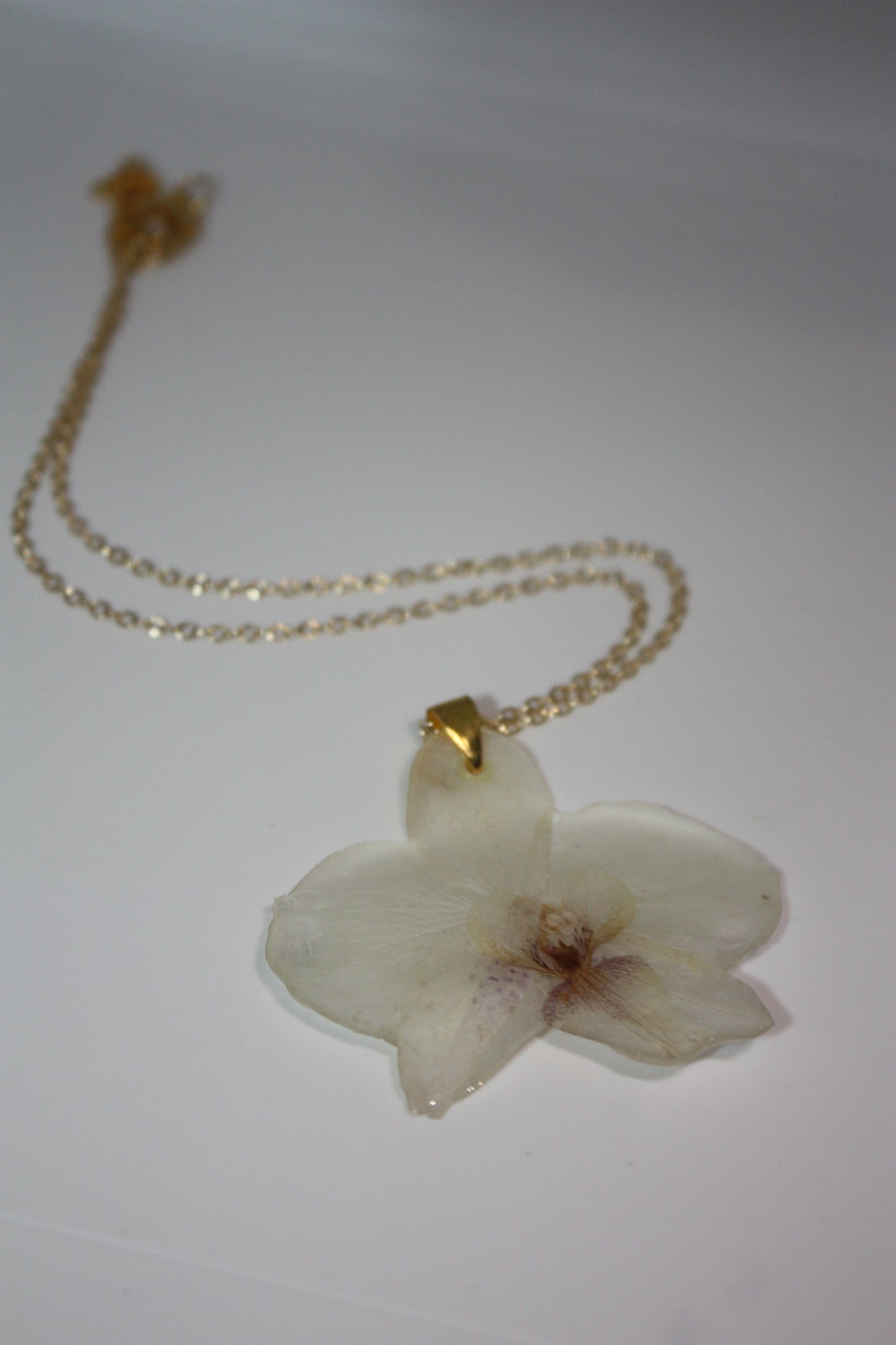 Ghost Orchid